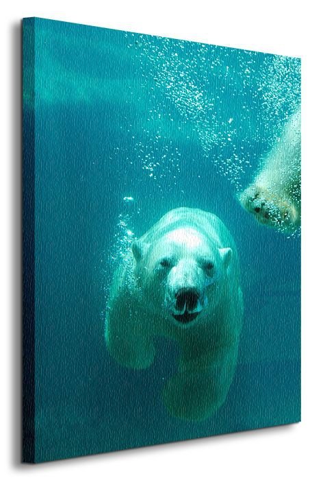 Niedźwiedź Polarny - Obraz na płótnie
