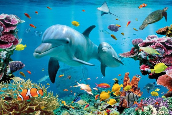 Tropikalny ocean - Delfiny - plakat