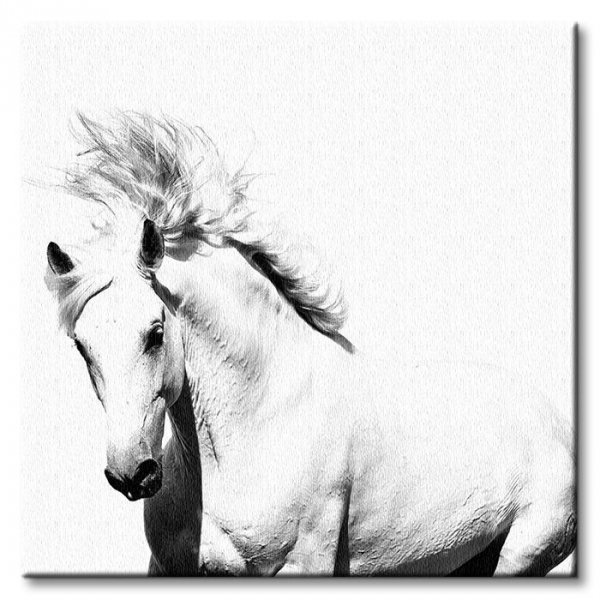 Arabski Koń - Obraz na płótnie