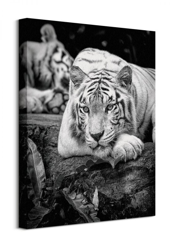 Tiger Stare - Obraz na płótnie
