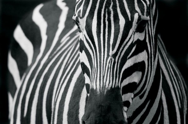 Fototapeta na ścianę - Zebra 2 - 175x115 cm