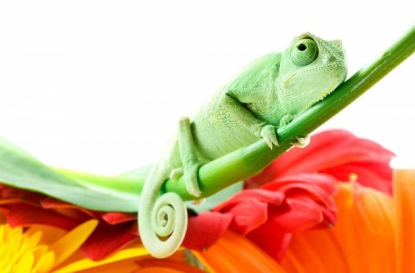 Fototapeta do salonu - Kameleon na kwiatku - 175x115 cm