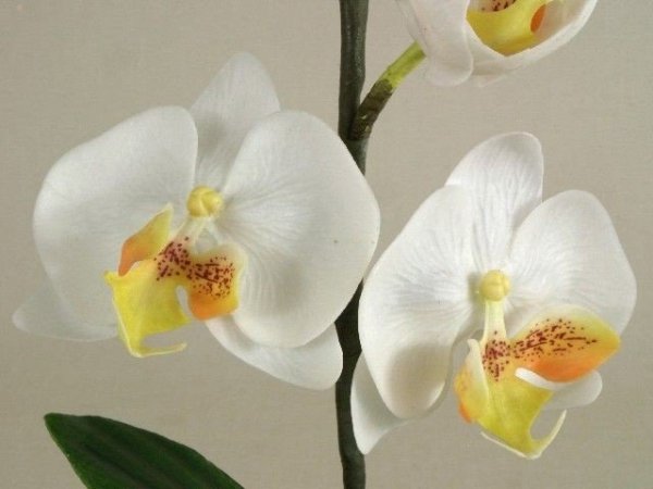 Storczyki sztuczne - Orchidea -  W kubku - Decoart24.pl