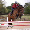 SHIRES EQUESTRIAN ARMA CARBON Ochraniacze skokowe przednie