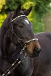 BAREFOOT SENECA 3-in-1 Halter 3w1