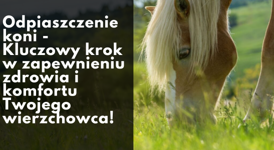 Odpiaszczanie koni - kluczowy krok w zapewnieniu zdrowia i komfortu