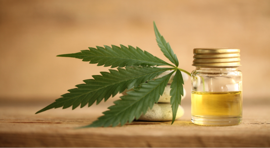 Preparaty konopne – naturalne wsparcie zdrowia i równowagi koni