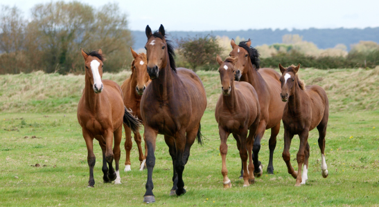 PRZYGOTUJ KONIA NA WIOSNĘ