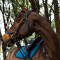 ACAVALLO ALLEGORIA Ogłowie anatomiczne z szerokim paskiem potylicznym dla konia