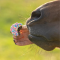 .KOŃSKA CUKIERENKA MUFFINKA  Smakołyki/Cukierki naturalne dla koni.