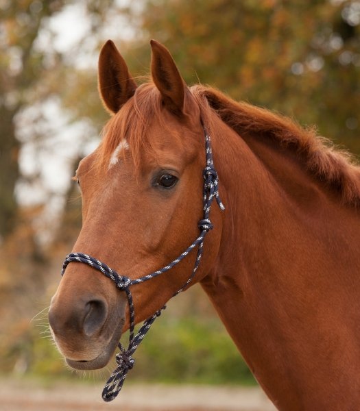 WALDHAUSEN Kantar sznurkowy/halter